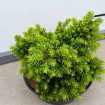 Smrek obyčajný (Picea abies) ´LITTLE GEM´ – výška 5-10 cm , ø 10-15 cm, kont. C2L